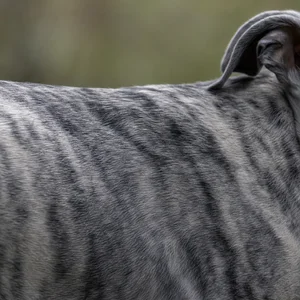 Greyhound — coat texture