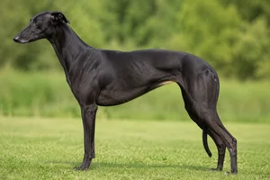 Greyhound — black coat
