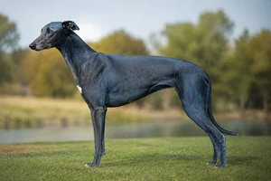 Greyhound — blue coat