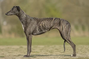 Greyhound — brindle coat