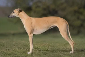 Greyhound — fawn coat