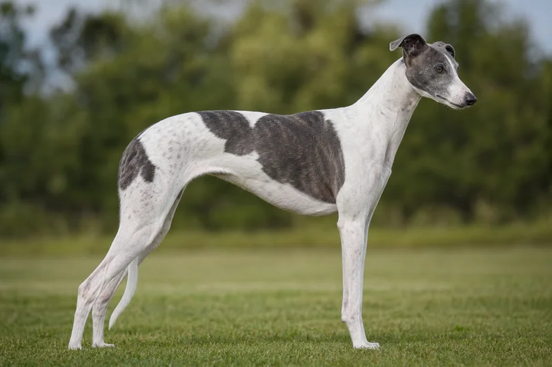 Greyhound — parti-color coat