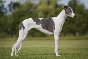 Greyhound — parti-color coat