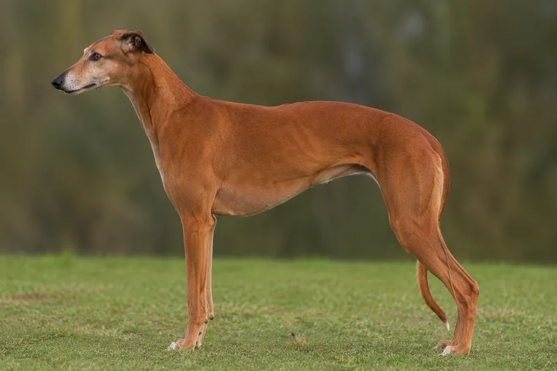 Greyhound — red coat