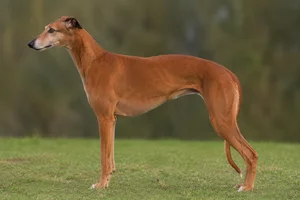 Greyhound — red coat