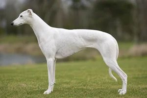 Greyhound — white coat