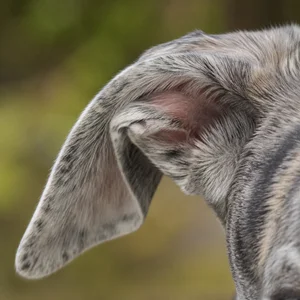 Greyhound — ears