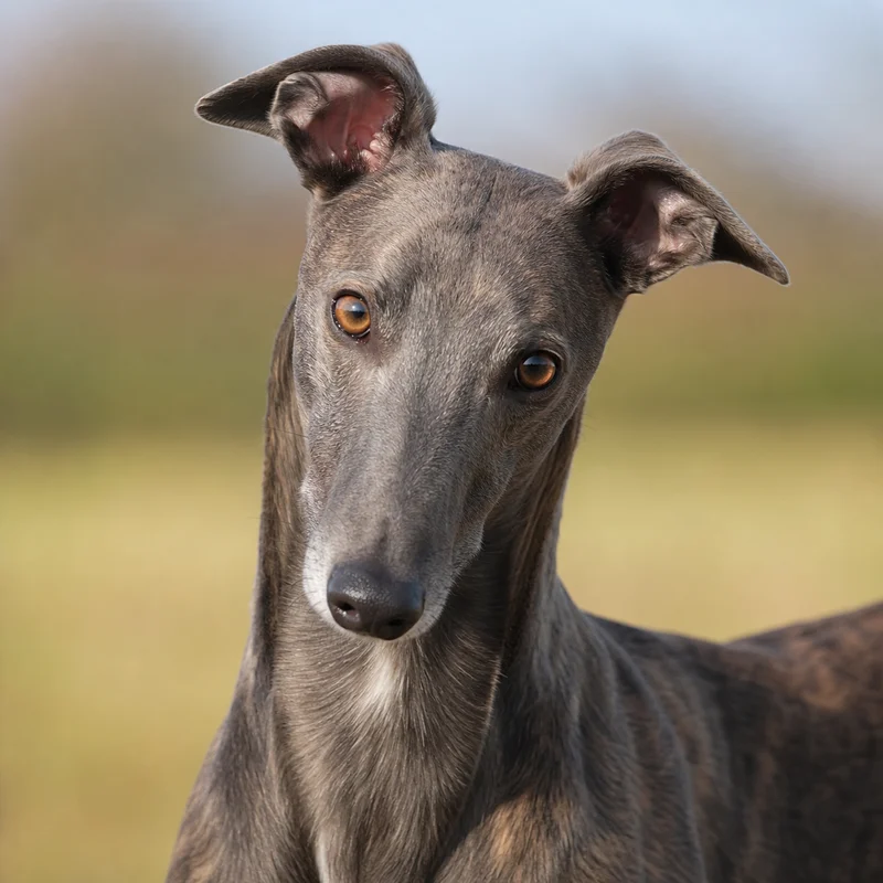 Greyhound — alert