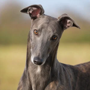 Greyhound — alert
