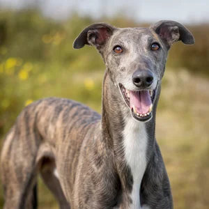 Greyhound — happy