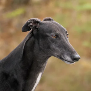 Greyhound — relaxed