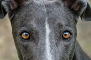 Greyhound — eyes