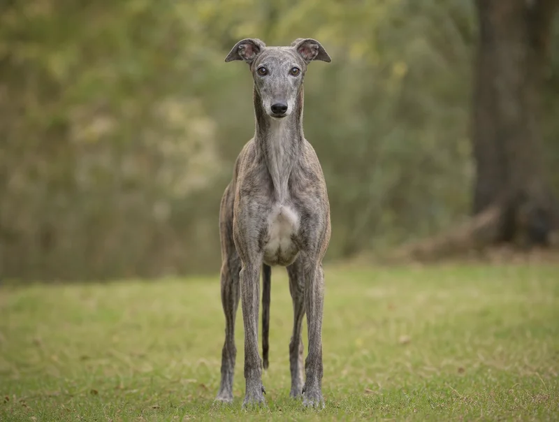 Greyhound — front
