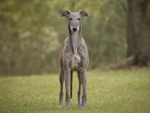 Greyhound breed photo