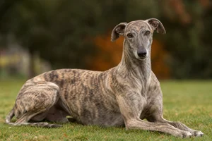 Greyhound — lying down