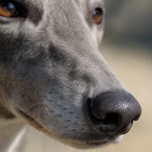 Greyhound — nose