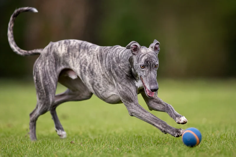 Greyhound — playing