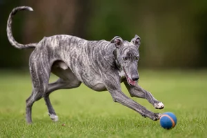 Greyhound — playing