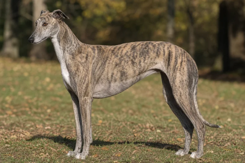 Greyhound — side