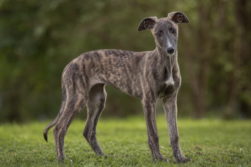 Greyhound — puppy (~4 mo)