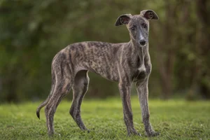 Greyhound — puppy (~4 mo)