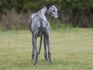 Greyhound — rear
