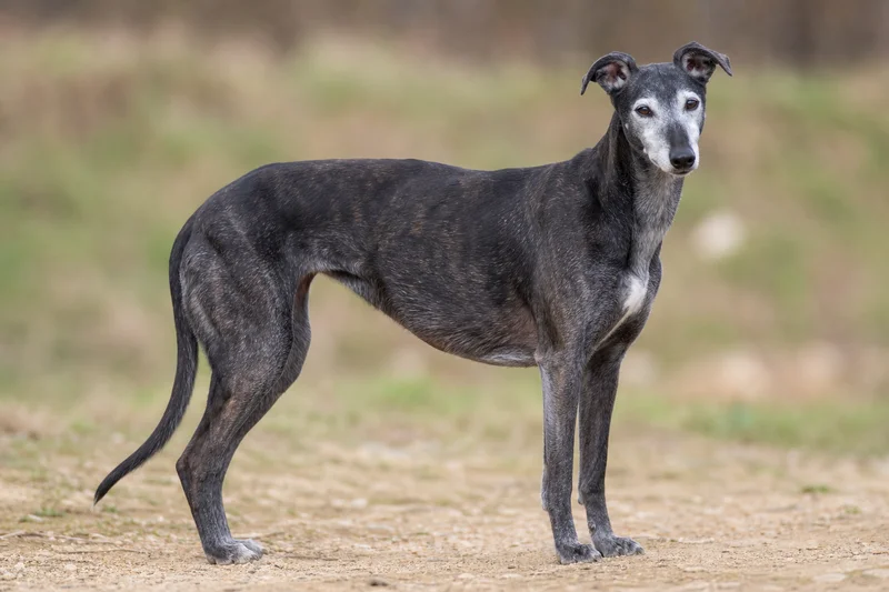 Greyhound — senior