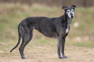 Greyhound — senior