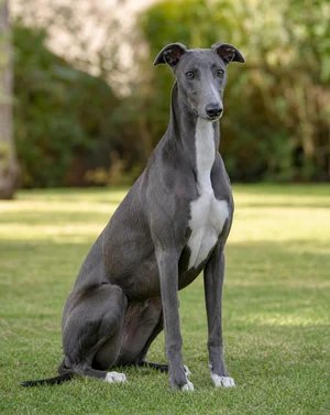 Greyhound — sitting