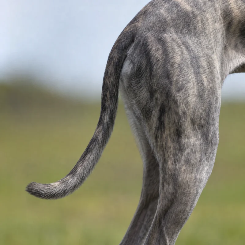 Greyhound — tail