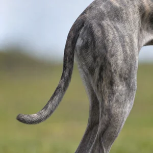 Greyhound — tail