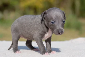 Greyhound — young puppy (~1 mo)