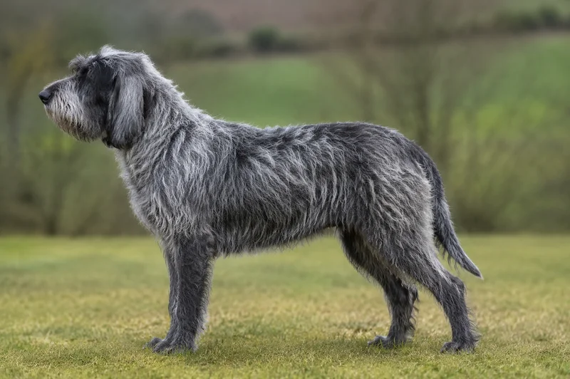 Griffon Nivernais — badger-grey coat