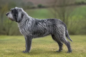 Griffon Nivernais — badger-grey coat