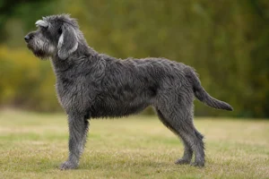 Griffon Nivernais — charcoal coat