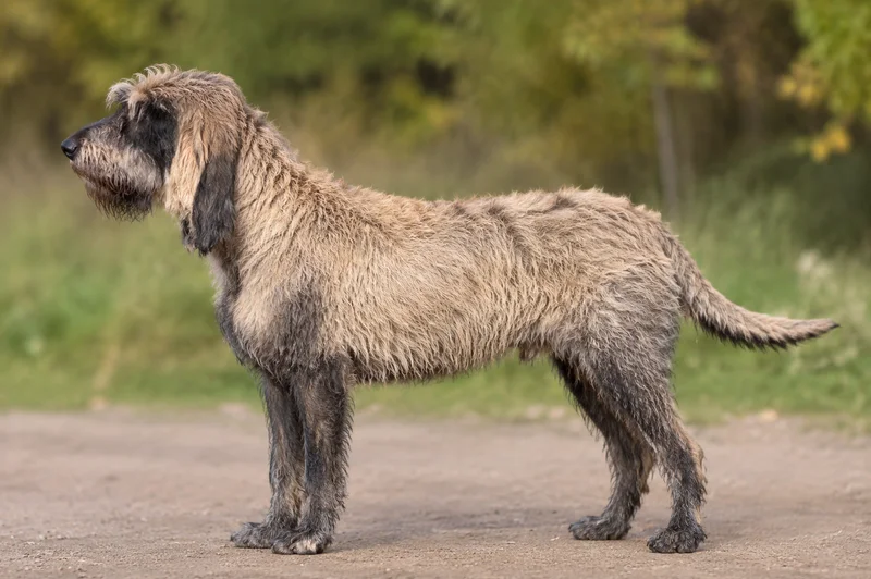 Griffon Nivernais — fawn with black overlay coat