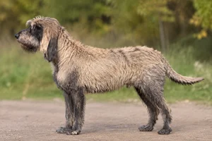 Griffon Nivernais — fawn with black overlay coat