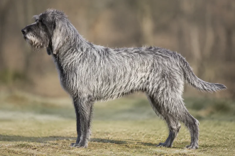 Griffon Nivernais — wolf-grey coat