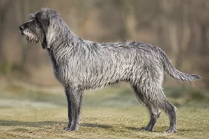 Griffon Nivernais — wolf-grey coat