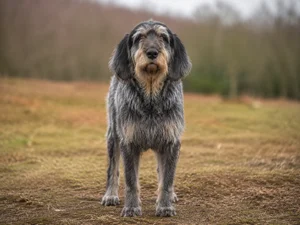 Griffon Nivernais — front