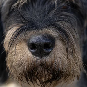 Griffon Nivernais — nose