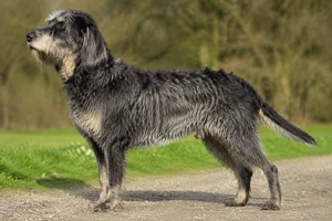 Griffon Nivernais dog