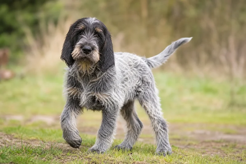 Griffon Nivernais — puppy (~4 mo)