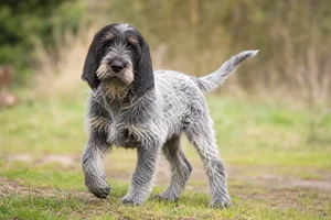 Griffon Nivernais — puppy (~4 mo)