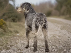 Griffon Nivernais — rear