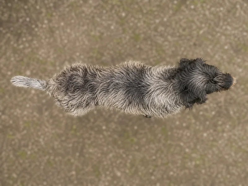Griffon Nivernais — top