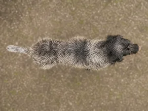 Griffon Nivernais — top