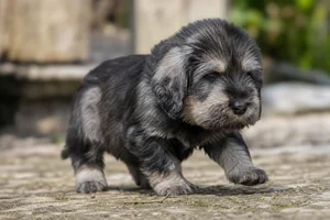 Griffon Nivernais — young puppy (~1 mo)