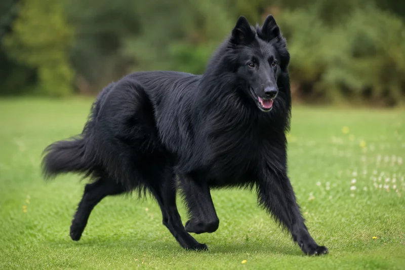 Groenendael — running