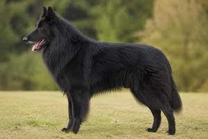 Groenendael — Black coat